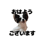 我が家のちこちゃん犬（個別スタンプ：12）