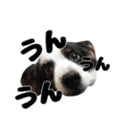 我が家のちこちゃん犬（個別スタンプ：14）
