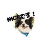 我が家のちこちゃん犬（個別スタンプ：15）