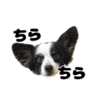 我が家のちこちゃん犬（個別スタンプ：16）