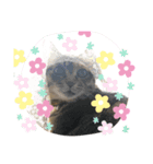 あんずちゃん パート3（個別スタンプ：4）