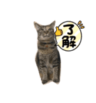 あんずちゃん パート3（個別スタンプ：6）