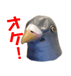 馬リリンと鳩バヤとゴールド 日常（個別スタンプ：1）