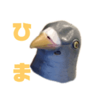 馬リリンと鳩バヤとゴールド 日常（個別スタンプ：3）
