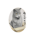 イラスト猫さん挨拶（個別スタンプ：1）