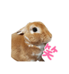 うさぎのめい3（個別スタンプ：6）