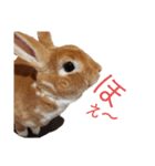 うさぎのめい3（個別スタンプ：7）