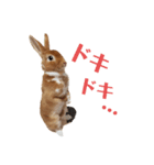 うさぎのめい3（個別スタンプ：10）
