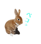 うさぎのめい3（個別スタンプ：11）