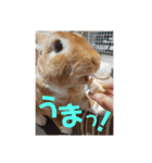 うさぎのめい3（個別スタンプ：14）