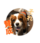 可愛いキャバリア お約束編（個別スタンプ：1）