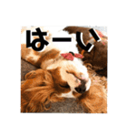 可愛いキャバリア お約束編（個別スタンプ：2）