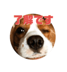 可愛いキャバリア お約束編（個別スタンプ：3）
