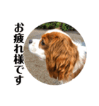 可愛いキャバリア お約束編（個別スタンプ：5）