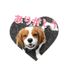 可愛いキャバリア お約束編（個別スタンプ：6）