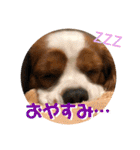 可愛いキャバリア お約束編（個別スタンプ：7）