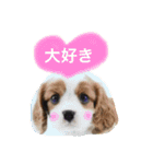 可愛いキャバリア お約束編（個別スタンプ：8）
