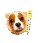 可愛いキャバリア お約束編（個別スタンプ：11）