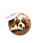 可愛いキャバリア お約束編（個別スタンプ：17）