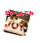 可愛いキャバリア お約束編（個別スタンプ：20）