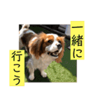 可愛いキャバリア お約束編（個別スタンプ：22）