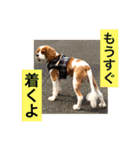 可愛いキャバリア お約束編（個別スタンプ：24）
