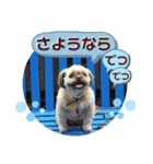 ミックス犬チワシーの挨拶スタンプ（個別スタンプ：5）