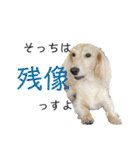 ほくほくのイッヌ 3（個別スタンプ：1）