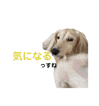 ほくほくのイッヌ 3（個別スタンプ：2）