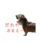 ほくほくのイッヌ 3（個別スタンプ：7）