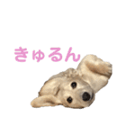 ほくほくのイッヌ 3（個別スタンプ：9）