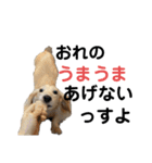 ほくほくのイッヌ 3（個別スタンプ：11）