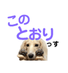 ほくほくのイッヌ 3（個別スタンプ：12）