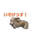 ほくほくのイッヌ 3（個別スタンプ：15）