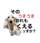 ほくほくのイッヌ 3（個別スタンプ：16）