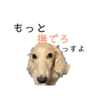 ほくほくのイッヌ 3（個別スタンプ：17）