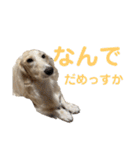 ほくほくのイッヌ 3（個別スタンプ：31）
