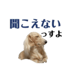 ほくほくのイッヌ 3（個別スタンプ：32）
