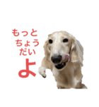 ほくほくのイッヌ 3（個別スタンプ：35）
