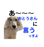 ほくほくのイッヌ 3（個別スタンプ：37）