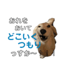ほくほくのイッヌ 3（個別スタンプ：38）