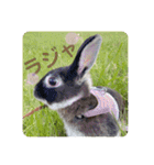 ミンチョップ3（個別スタンプ：9）