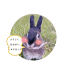 ミンチョップ3（個別スタンプ：22）