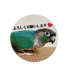 ミンチョップ3（個別スタンプ：25）
