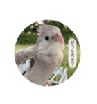 ミンチョップ3（個別スタンプ：37）
