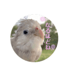 ミンチョップ3（個別スタンプ：38）