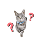 みちゃんの猫たち（個別スタンプ：4）