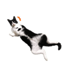 みちゃんの猫たち（個別スタンプ：5）