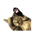 みちゃんの猫たち（個別スタンプ：6）