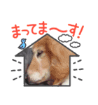 びーちゃん年末スタンプ2（個別スタンプ：12）